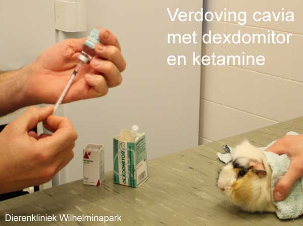 We geven een injectie met Dexdomitor en Ketamine